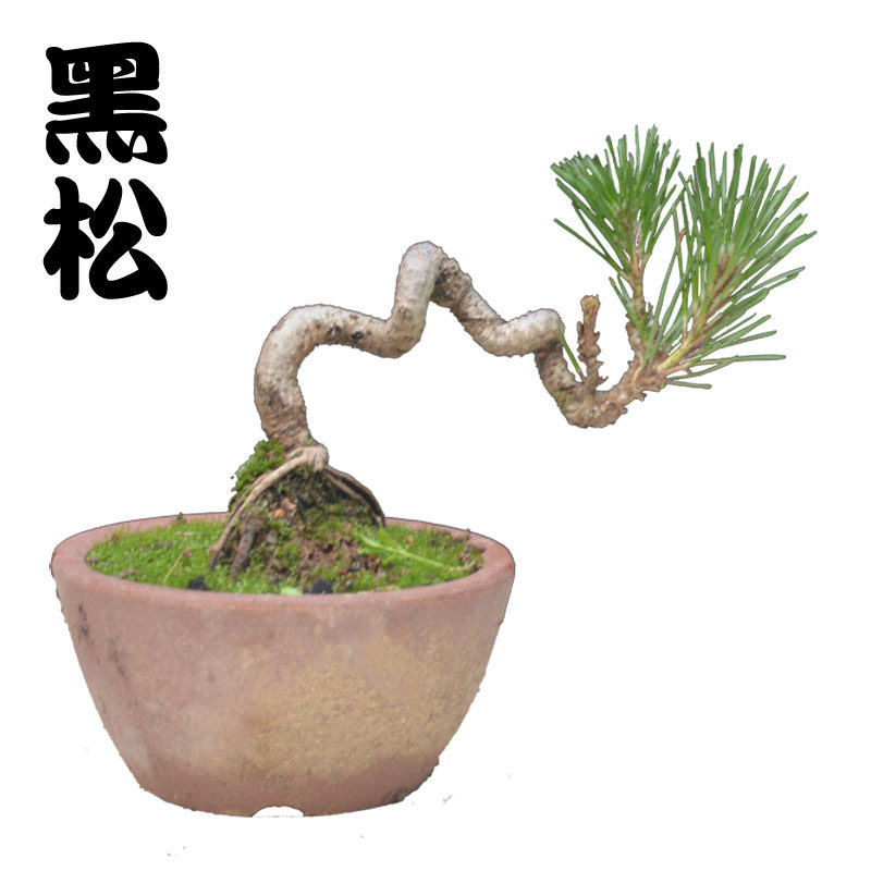 松树苗大板树苗黑松小苗童子功黑松盆景苗O五针松盆景迎客松树
