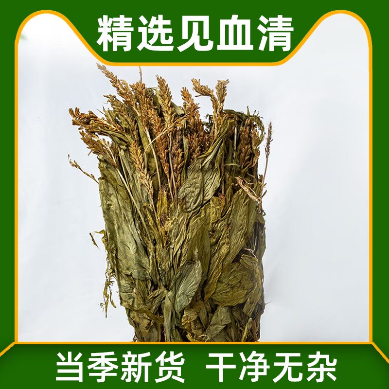 新货见血清农家自晒干货整株羊耳蒜中药材立地好整颗矮胖儿见血清
