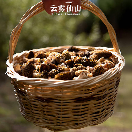 新鲜羊肚菌鲜货500g 高山精选头茬菌菇 非干货野生菌蘑菇四川特产