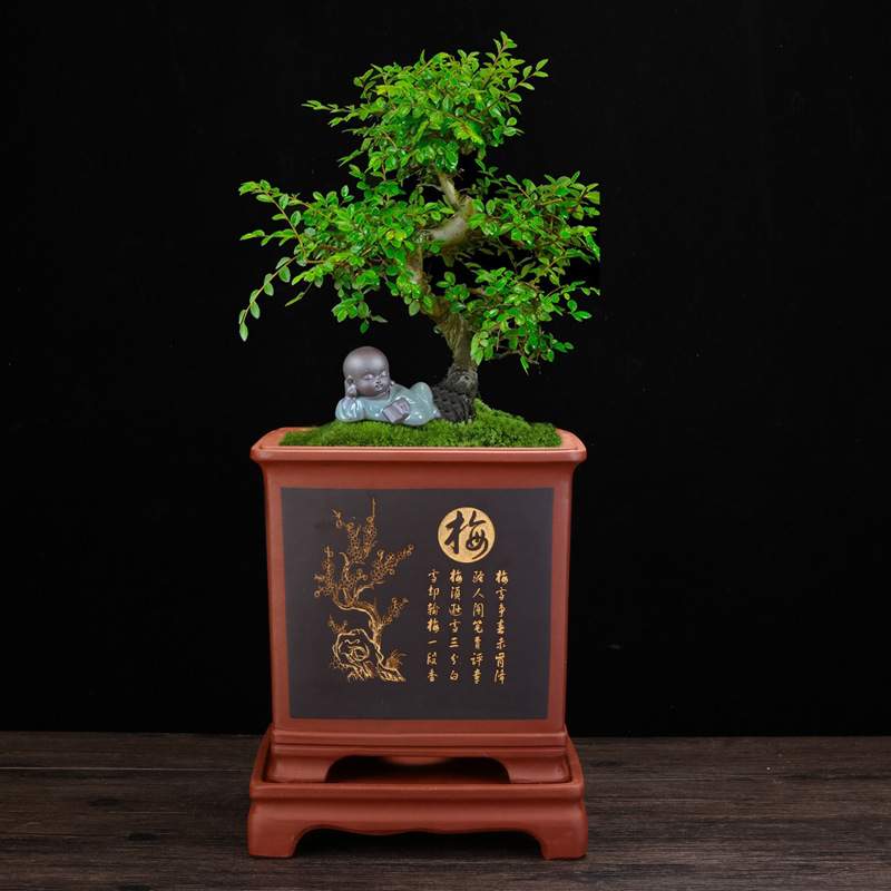 宜兴紫砂兰花盆大号陶瓷四方带底座君子兰绿萝蝴蝶兰吊兰盆栽