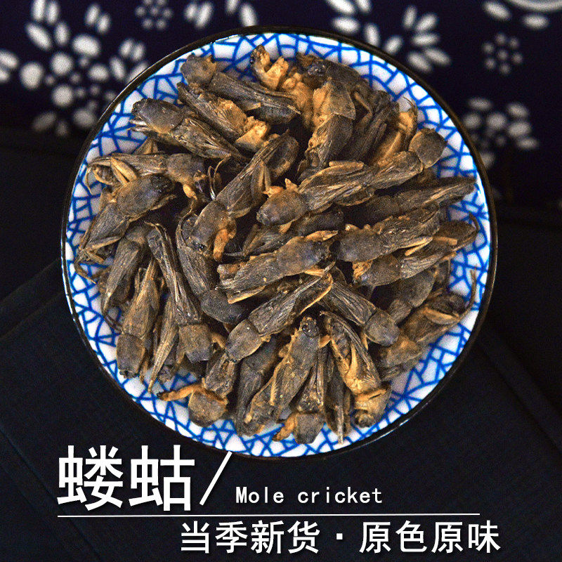 蝼蛄中药材正品蝼蛄干土狗地狗拉蝲蝲蛄蝼蝈虫非野生蝼蛄粉