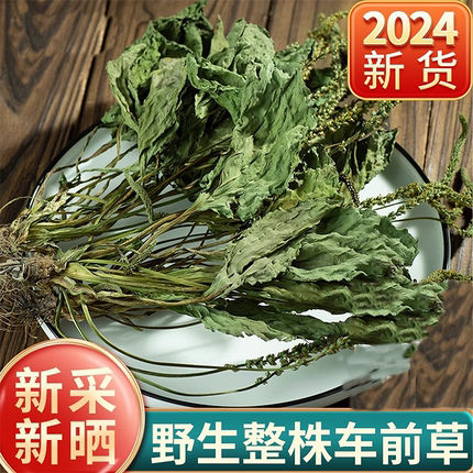 莜若堂车前草中药材野生车前草猫爪草泡茶新鲜干货整株车轮草500g