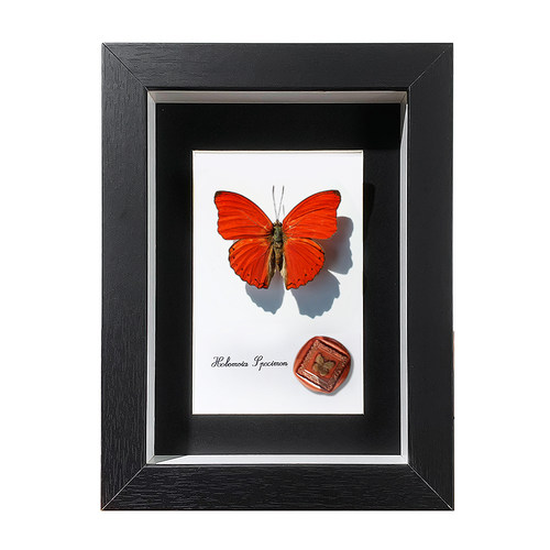 极速血漪蛱蝶罕见蝴蝶迷你标本摆件标本装饰挂画送女W友高颜值生