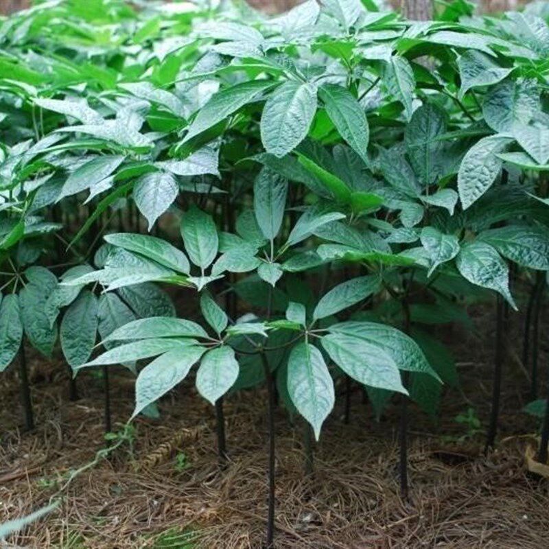 新品三七种植苗材三七苗云南文山D土田七苗种根树三七盆栽根茎