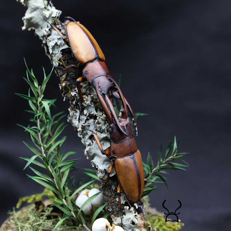 【决斗】真实昆虫甲虫标本锹甲生态微景观玻璃罩摆件家居办公室