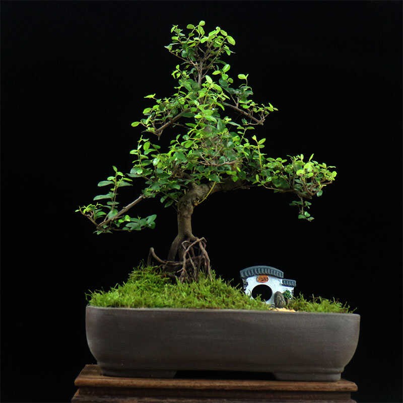 小叶雀梅盆景老桩造型植物v庭院室内客厅办公室桌面绿植茶桌盆栽