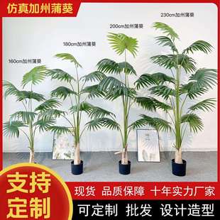 仿真蒲葵盆栽大型植物落地盆景室内装饰扇葵仿真加州蒲葵摆件