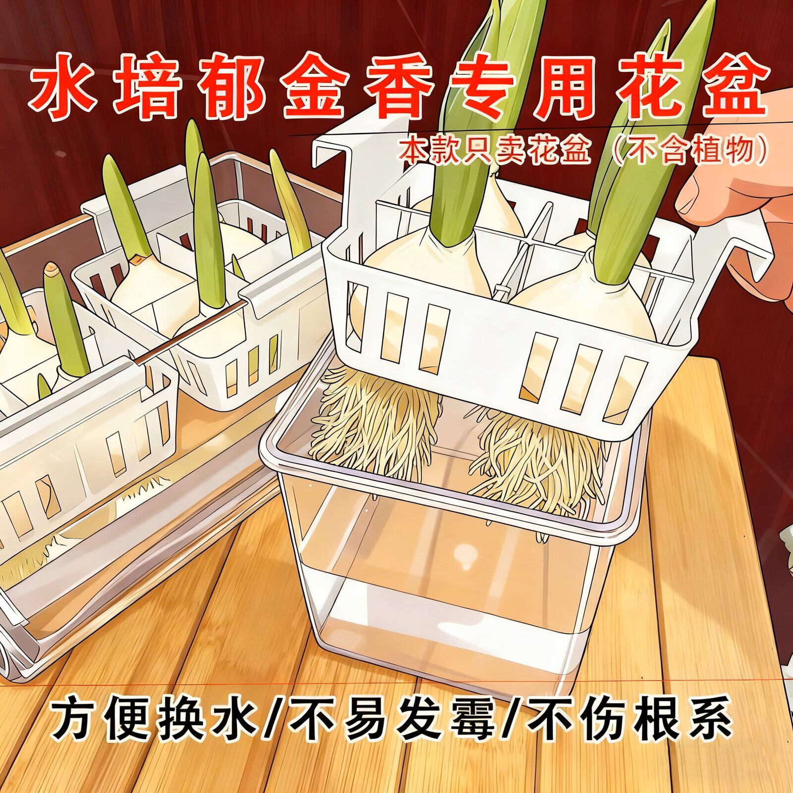 水培郁金香花盆含定植篮水养种球玻璃器皿方便换水透明郁金香花瓶