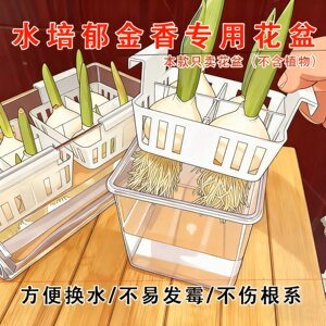 透明玻璃水培郁金香花瓶含定植篮