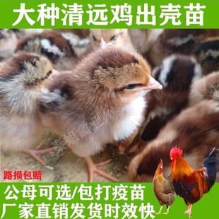 出壳正宗广东清远麻鸡苗纯种麻土鸡1.5\2号大红公鸡小鸡幼仔活苗