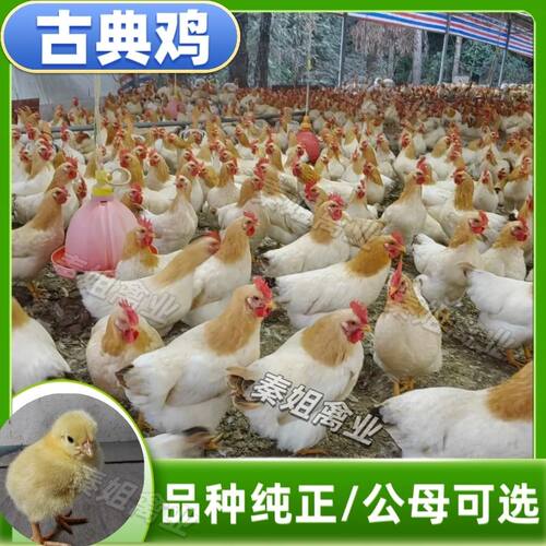 南宁正宗古典鸡活苗金贵皇出壳苗土鸡三黄鸡大品种鸡高产蛋鸡活苗