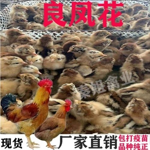 大种良凤花鸡苗k9青脚麻鸡瑶鸡苗青脚土鸡882三黄土鸡九斤黄