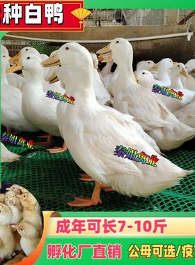 北京白鸭小黄鸭易养快大鸭成年7-10斤公母可选樱桃谷白鸭宠物鸭苗