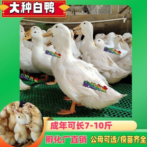 北京白鸭小黄鸭易养快大鸭成年7-10斤公母可选樱桃谷白鸭宠物鸭苗
