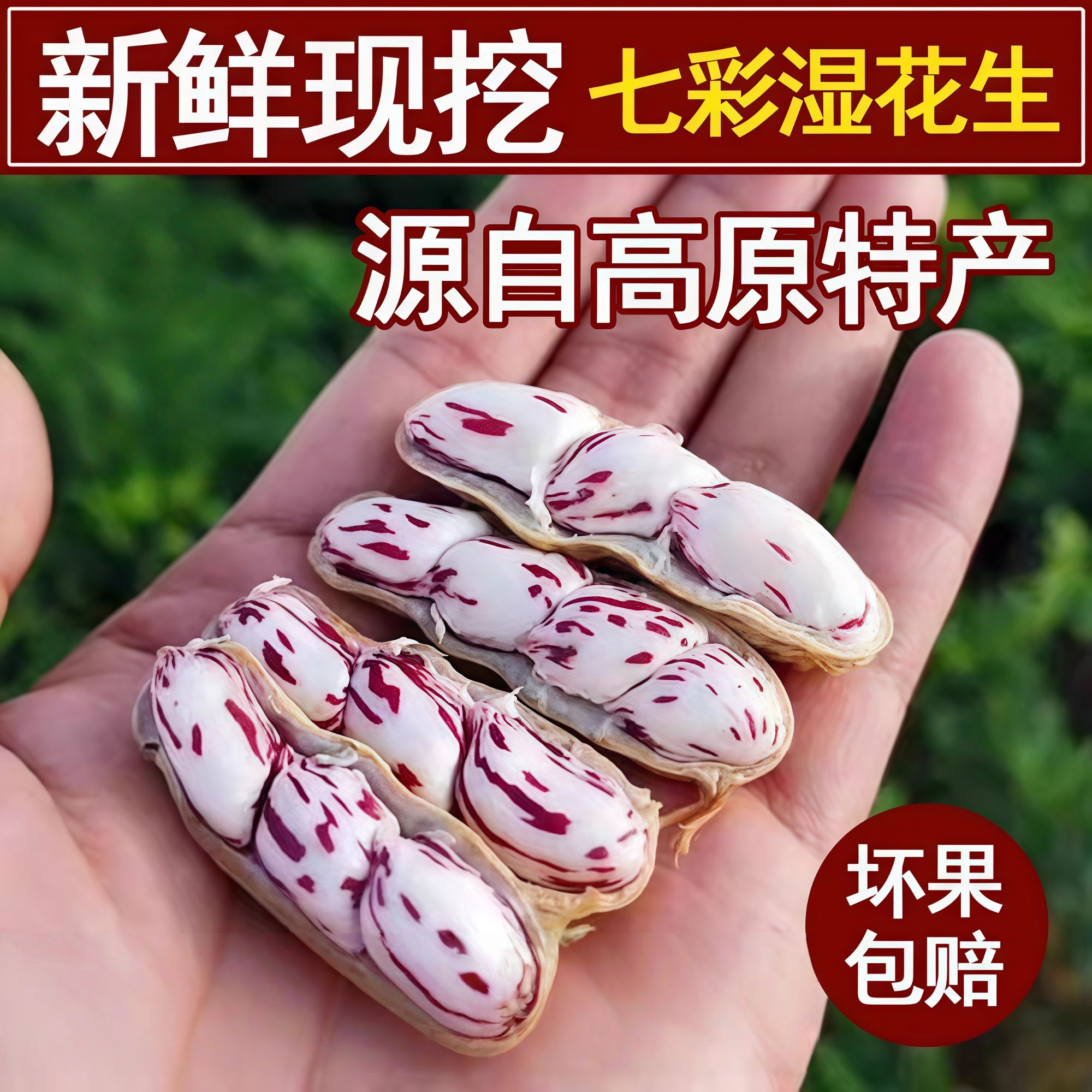 新鲜湿七彩花生带壳云南当季新货生七彩野地花生米黑花生云南特产