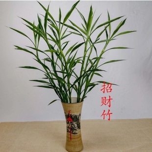 带根细叶招财富贵竹室内新鲜招财竹水养绿植懒人客厅水养