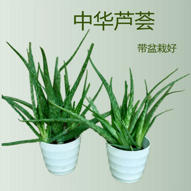中华芦荟盆栽可吃斑纹芦荟美容护肤现挖现割带根盆栽庭院阳台绿植