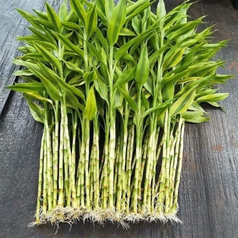 金边富贵竹带根大叶水培绿植易养活办公室卧室客厅茶几办公桌花卉