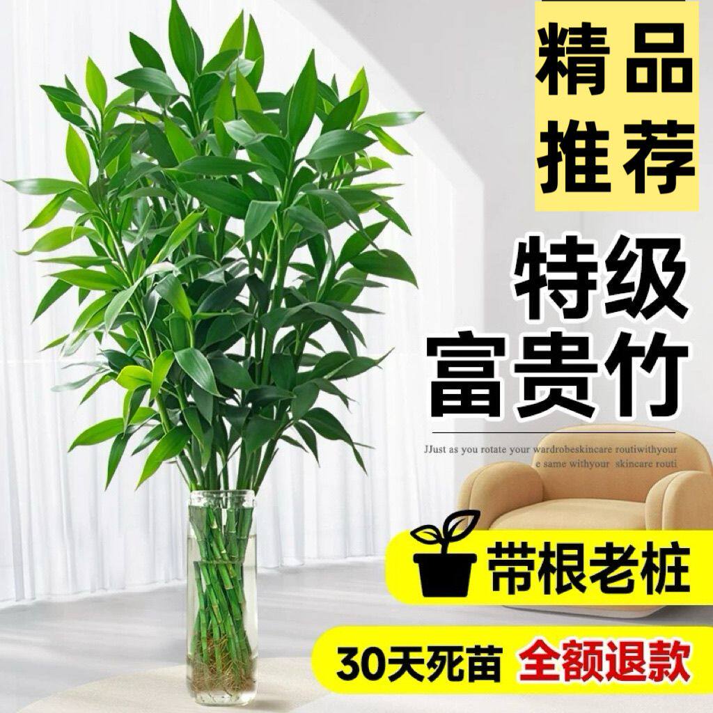 水培植物带根竹子富贵竹带根须水养竹子富贵竹粗竹水养富贵竹带根 - 实物图