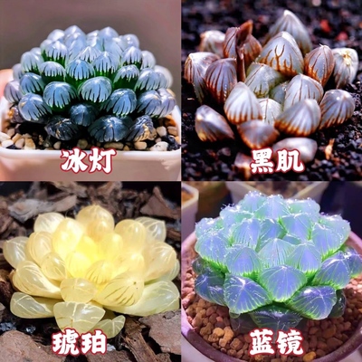 蓝镜 玉露多肉植物琥珀冰灯黑肌玉扇室内办公室桌面盆栽喜阴花卉