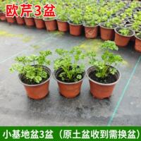 Crinkled Parsley seedlings, potted Dutch parsley, French parsley, Western baking, edible, cold-resistant all year round thumbnail 3