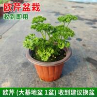 Crinkled Parsley seedlings, potted Dutch parsley, French parsley, Western baking, edible, cold-resistant all year round thumbnail 5