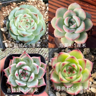 多肉多肉植物桃蛋红宝石玉露群生肉肉套餐盆栽绿植创意花卉栽好