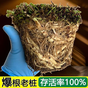 薄荷盆栽老根正品防蚊植物食用香草庭院阳台好养绿植老桩直发室外