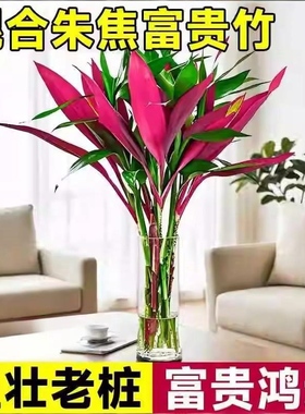 (红紫竹)鸿运竹富贵竹水培植物客厅招财竹子室内好养活花卉