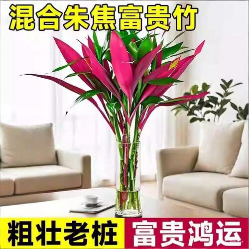 (红紫竹)鸿运竹富贵竹水培植物客厅招财竹子室内好养活花卉