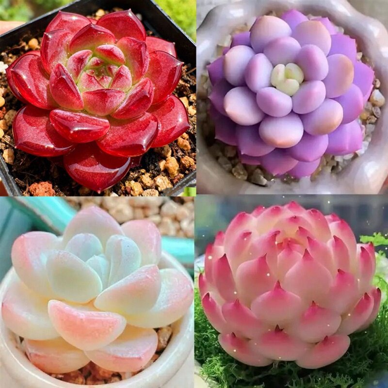 新品红精灵泡芙多肉组合阳台耐热办公桌花卉防辐射净化空气室内