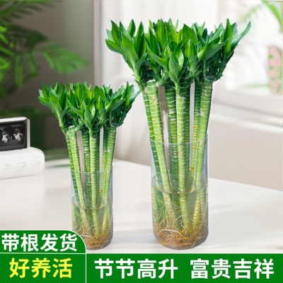 文昌竹龙竹带根发财竹富贵竹水养植物客厅室好养内盆栽水培绿植