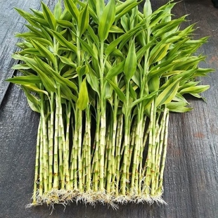 金边富贵竹带根大叶水培绿植易养活办公室卧室客厅茶几办公桌花卉