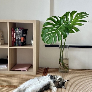 大型开背老桩龟背竹带根土培水养水培盆栽除甲醛办公室客厅绿植物