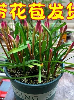 【带花苞】风雨兰粉红色菲兰水仙花盆栽植物室内非绿罗盆栽花特价