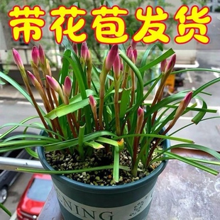 【带花苞】风雨兰粉红色菲兰水仙花盆栽植物室内非绿罗盆栽花特价