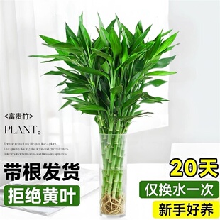 带根富贵竹花水养客厅卧室水培富贵竹生根大叶绿植转运竹净化空气