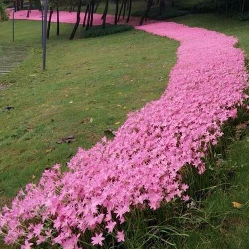 【一整箱】香水风雨兰种苗盆栽种球花园景观绿化遇水好养韭菜兰