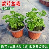Crinkled Parsley seedlings, potted Dutch parsley, French parsley, Western baking, edible, cold-resistant all year round thumbnail 6
