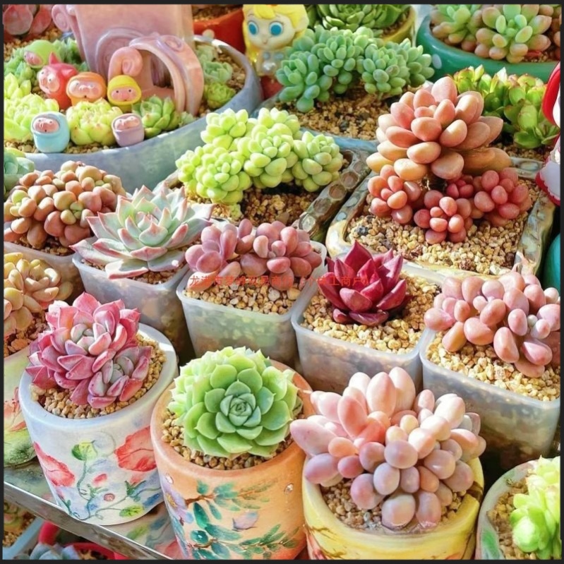 多肉植物幼儿园绿植小盆栽花卉肉室内老桩群生名贵大颗好养不含盆