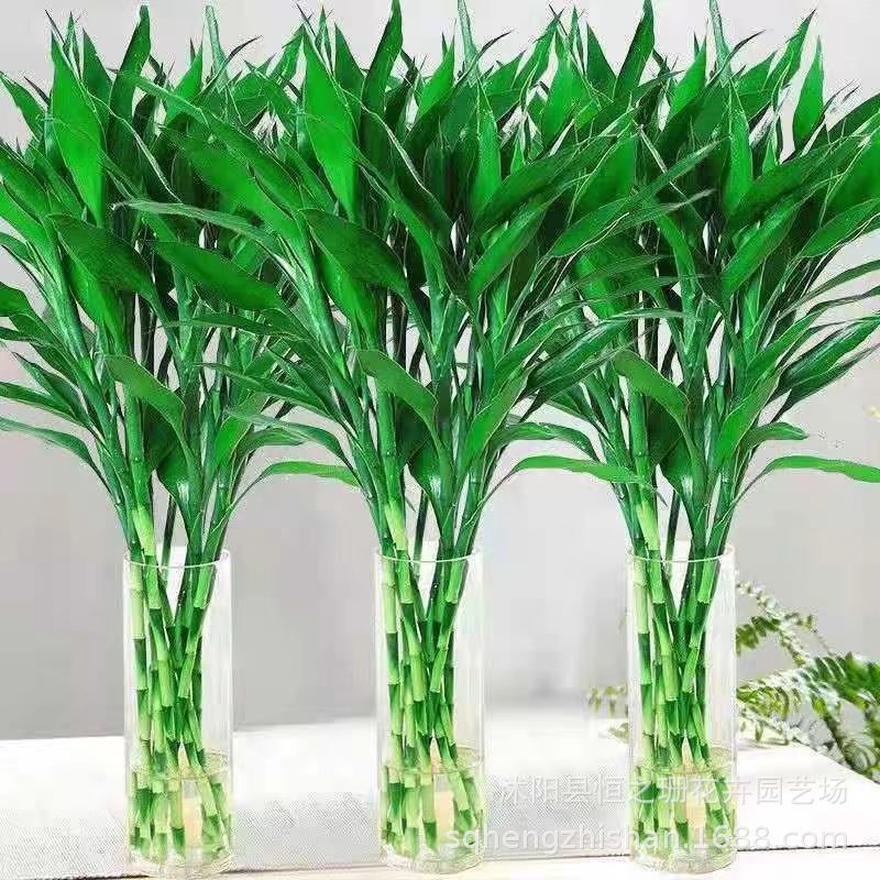 富贵竹水培植物盆栽绿植花卉室内花客厅招财水养绿萝转运竹节节高