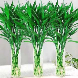 富贵竹水培植物盆栽绿植花卉室内花客厅招财水养绿萝转运竹节节高