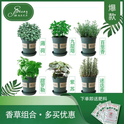 欧芹迷迭香薄荷百里香甜罗勒九层塔紫苏可食用香草盆栽绿植花卉
