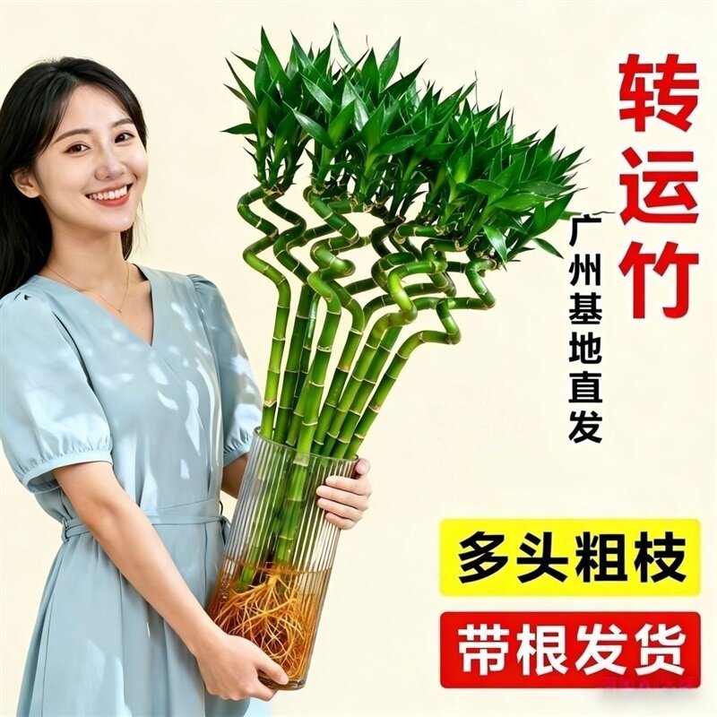 转运竹水培植物开运竹子室内盆栽客厅弯竹带根招财富贵幸福金钱树