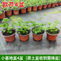 Crinkled Parsley seedlings, potted Dutch parsley, French parsley, Western baking, edible, cold-resistant all year round thumbnail 4