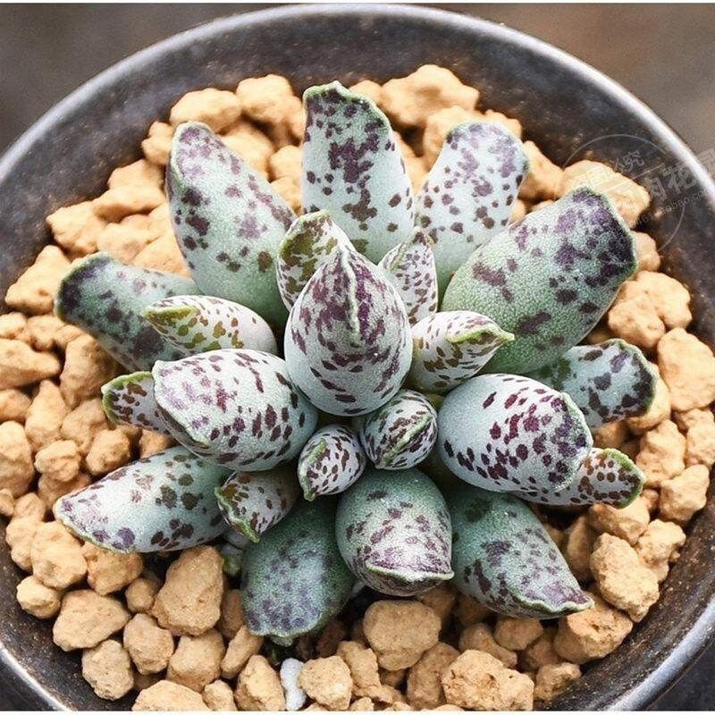 海豹多肉植物水泡系超萌梅花鹿奇趣多肉花卉盆栽绿植室内阳台植物
