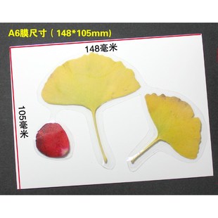 照片手工保护膜i贴纸冷裱照片膜a4冷表树叶标本冷表膜覆膜自粘尺
