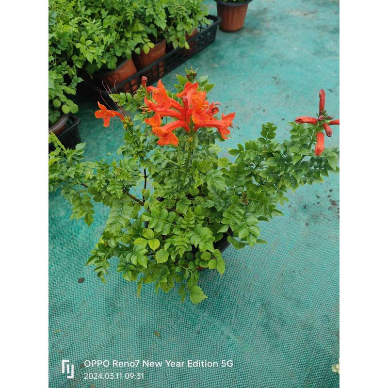 包花包境凌霄花攀缘活大植物花花D园多年生观藤花卉成品苗盆栽爬