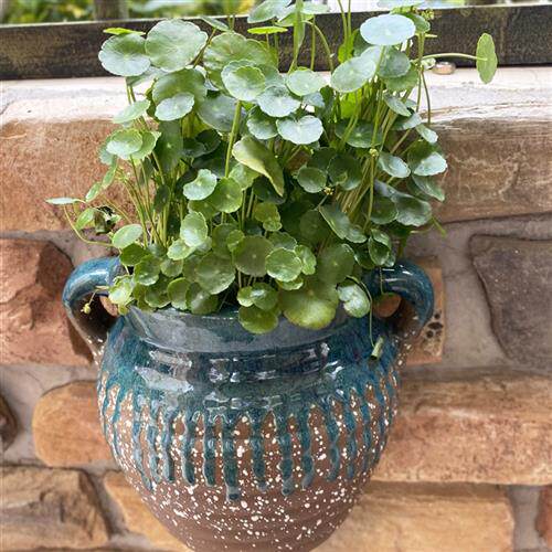 新品挂壁多肉植物花盆手工陶艺无孔D陶瓷创意老桩花盆垂吊粗陶土