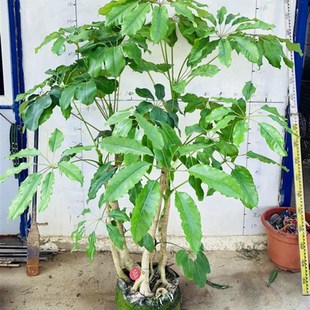 极速12.3米昆士o兰大叶伞一物一拍网红室内外大型绿植盆栽净化